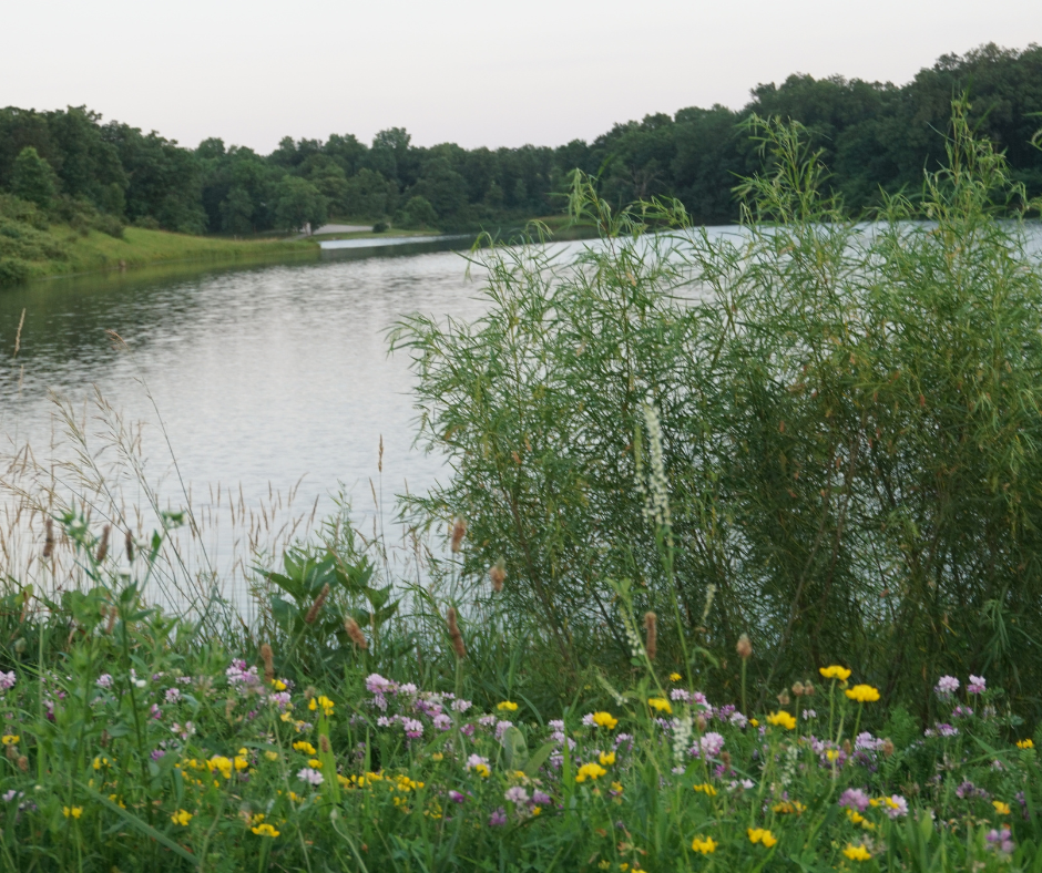 Pond