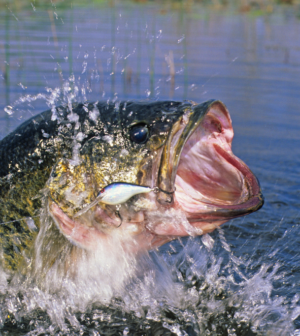 Largemouth Bass