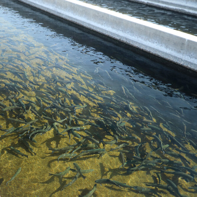 Stock Trout Hatchery